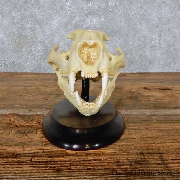 Mountain Lion Cougar Skull Mount For Sale #14167 @ The Taxidermy Store
