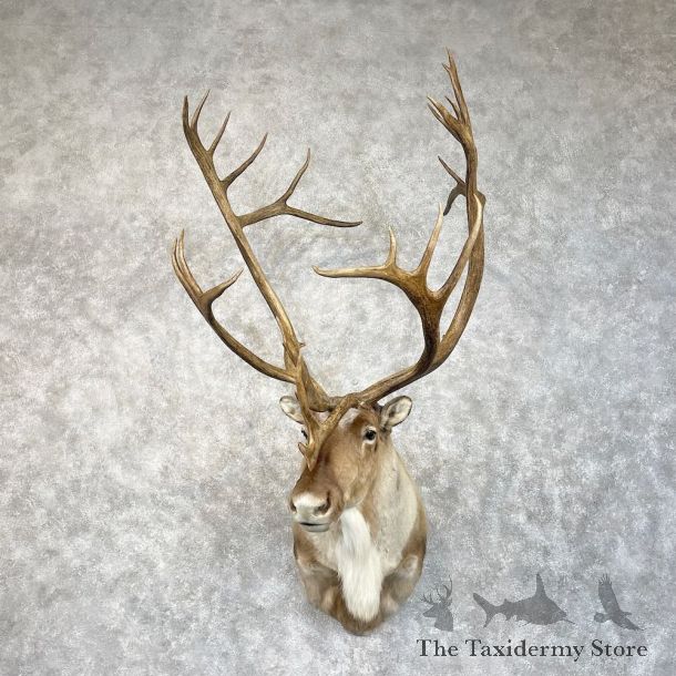 Mountain Caribou Shoulder Mount For Sale #28480 @ The Taxidermy Store