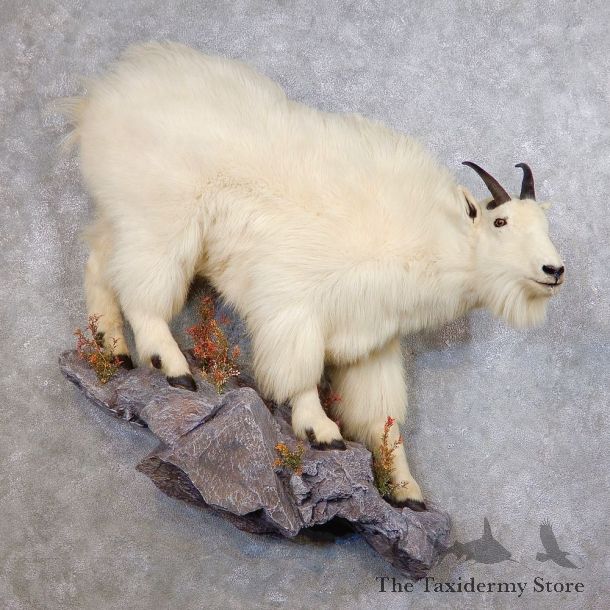 Mountain Goat Life-Size Mount For Sale #18751 @ The Taxidermy Store