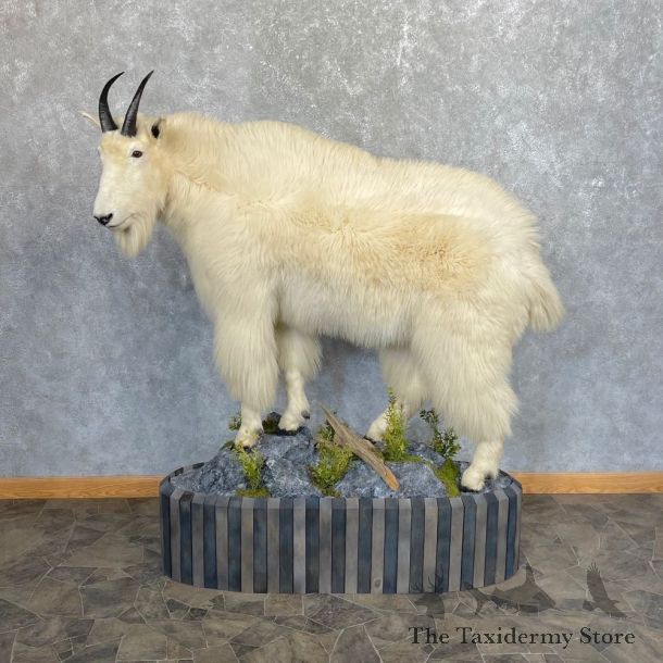 Mountain Goat Life-Size Mount For Sale #24439 @ The Taxidermy Store
