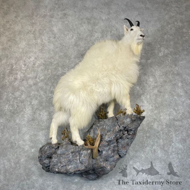 Mountain Goat Life-Size Mount For Sale #24982 @ The Taxidermy Store