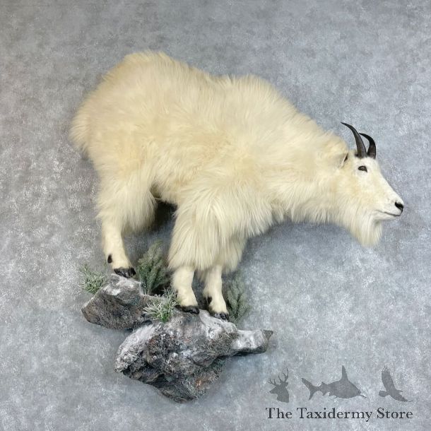 Mountain Goat Life-Size Mount For Sale #27786 @ The Taxidermy Store
