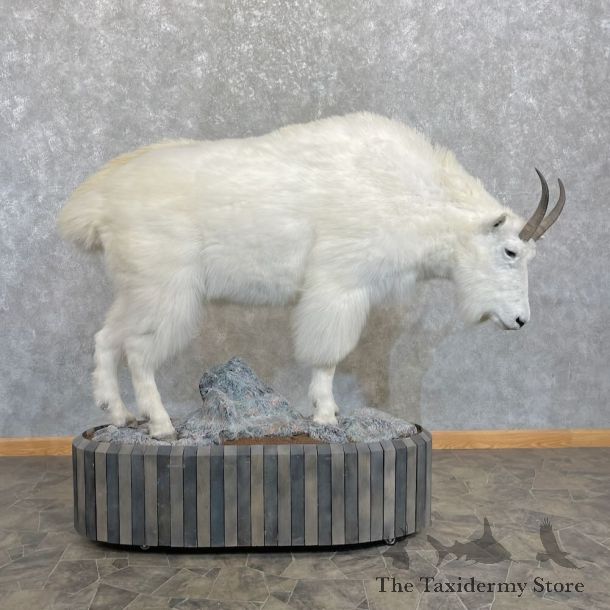 Mountain Goat Life-Size Mount For Sale #27791 @ The Taxidermy Store