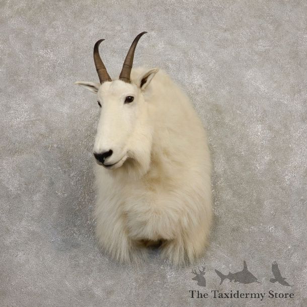 Mountain Goat Shoulder Mount For Sale #19940 @ The Taxidermy Store