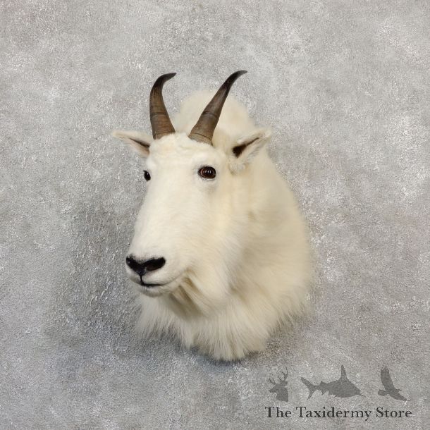Mountain Goat Shoulder Mount For Sale #20014 @ The Taxidermy Store
