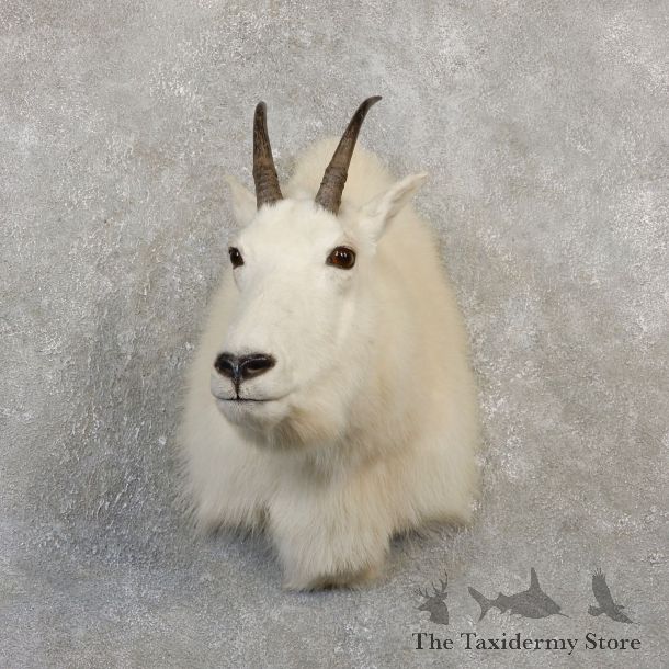 Mountain Goat Shoulder Mount For Sale #20015 @ The Taxidermy Store