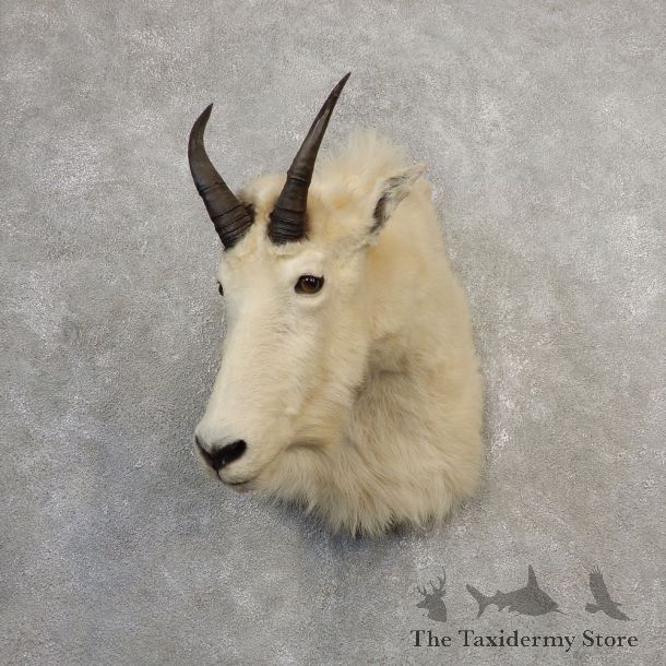 Mountain Goat Shoulder Mount For Sale #21099 @ The Taxidermy Store