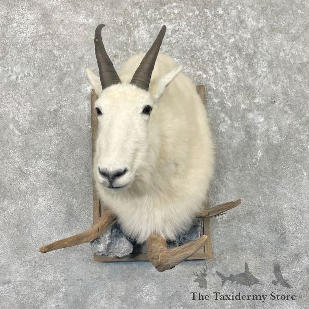 Mountain Goat Shoulder Mount For Sale #27663 @ The Taxidermy Store