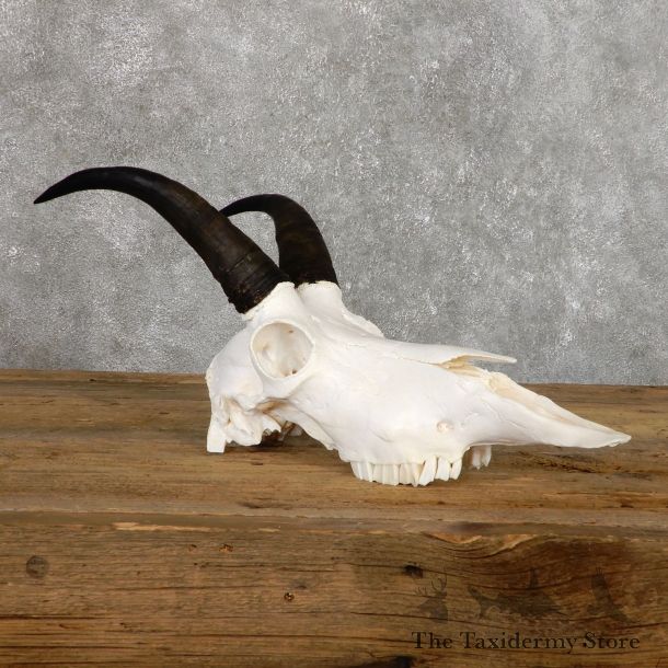  Mountain Goat Skull European Taxidermy Mount For Sale #19484 - The Taxidermy Store