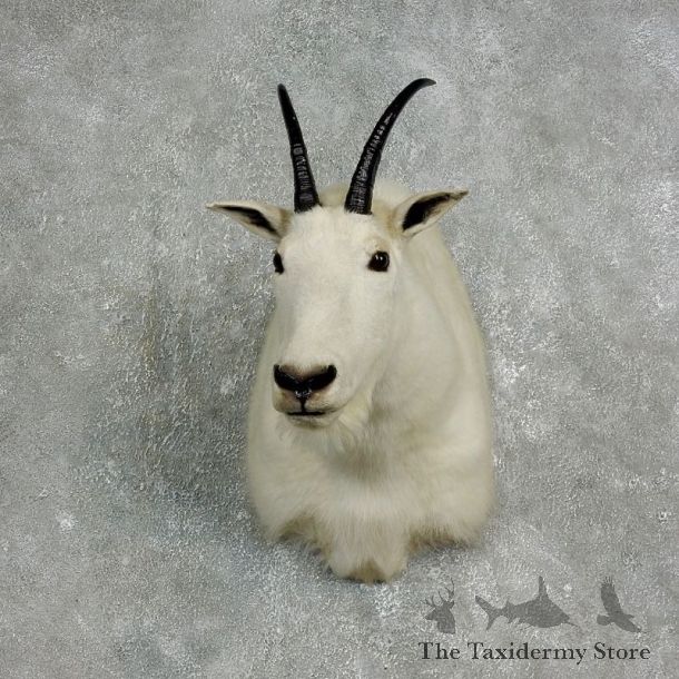 Mountain Goat Shoulder Mount For Sale #17647 @ The Taxidermy Store