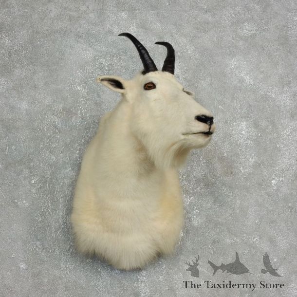 Mountain Goat Shoulder Mount For Sale #17769 @ The Taxidermy Store