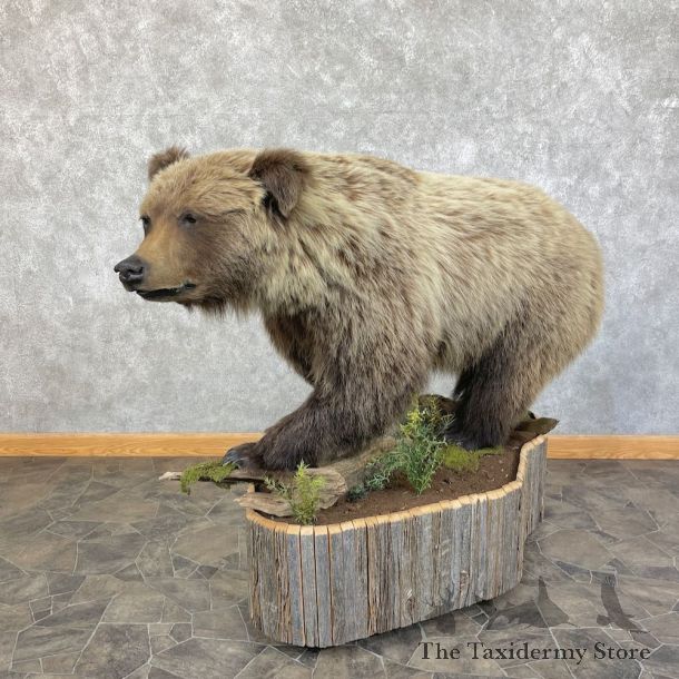 Mountain Grizzly Bear Life Size Mount For Sale #25864 @ The Taxidermy Store