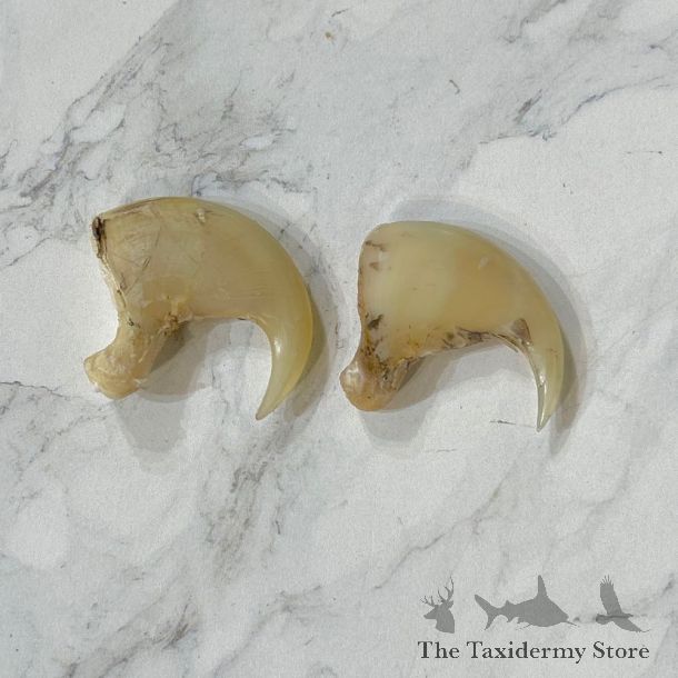 Mountain Lion Cougar Authentic Claws #24911 For Sale @ The Taxidermy Store