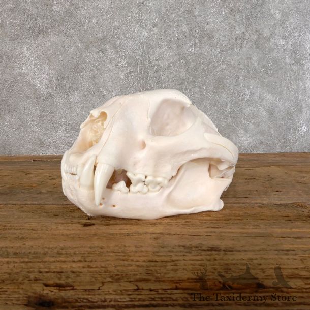 Mountain Lion Cougar Full Skull For Sale #18553 @ The Taxidermy Store