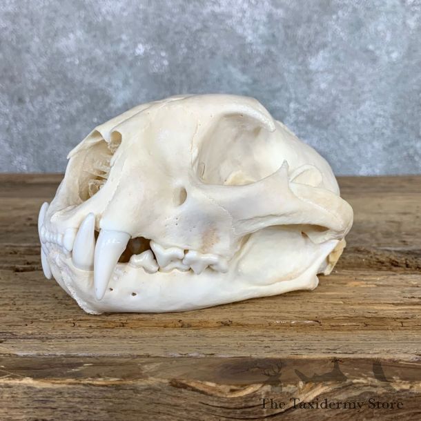 Mountain Lion Cougar Full Skull For Sale #22060 @ The Taxidermy Store