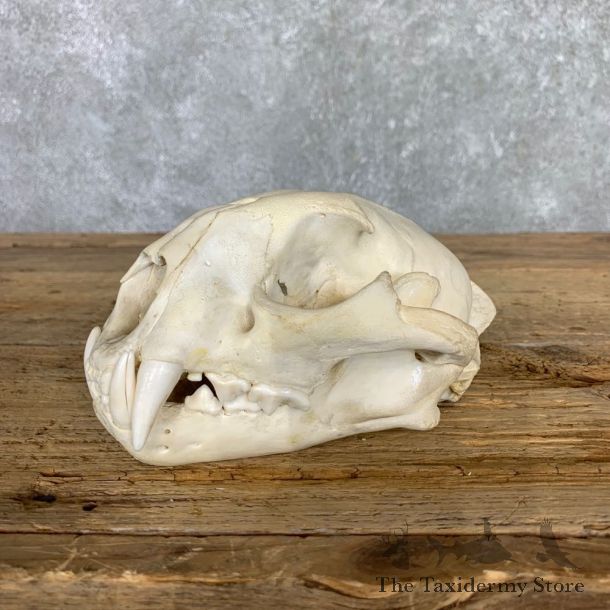 Mountain Lion Cougar Full Skull For Sale #23502 @ The Taxidermy Store