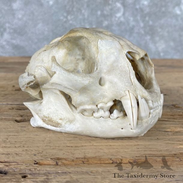 Mountain Lion Cougar Full Skull For Sale #26029 @ The Taxidermy Store
