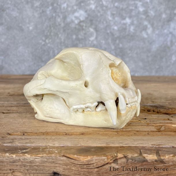 Mountain Lion Cougar Full Skull For Sale #26560 @ The Taxidermy Store