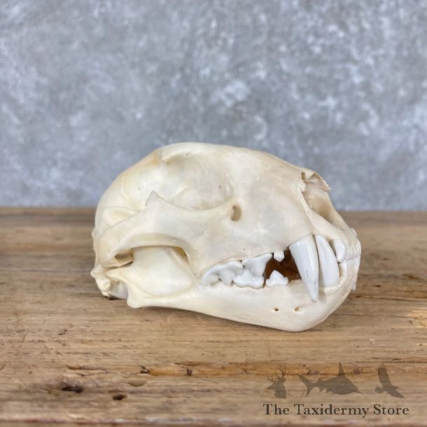 Mountain Lion Cougar Full Skull For Sale #26566 @ The Taxidermy Store