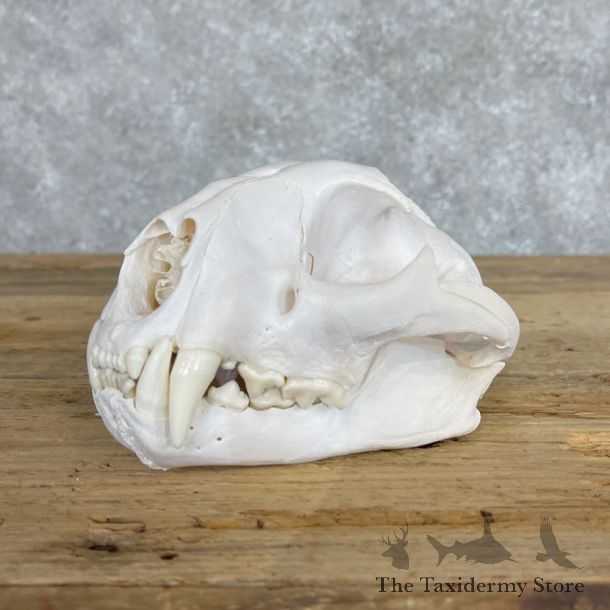 Mountain Lion Cougar Full Skull For Sale #28650 @ The Taxidermy Store