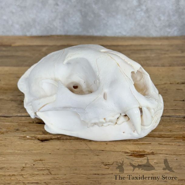 Mountain Lion Cougar Full Skull For Sale #28795 @ The Taxidermy Store