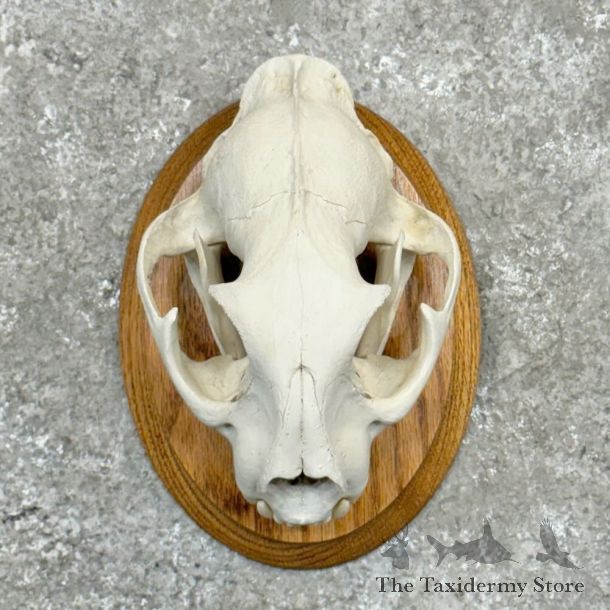 Mountain Lion Cougar Full Skull For Sale #28996 @ The Taxidermy Store