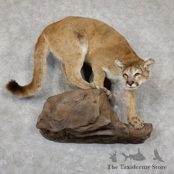 Mountain Lion Life-Size Mount For Sale #19434 @ The Taxidermy Store