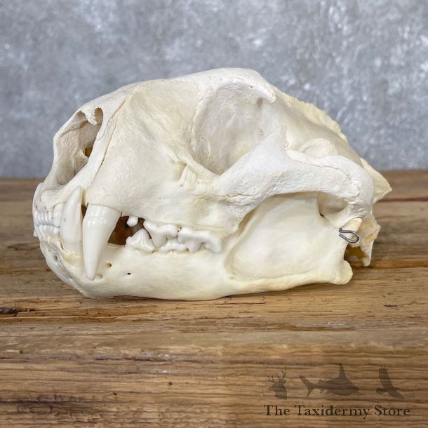 Mountain Lion Full Skull #25049 @ The Taxidermy Store