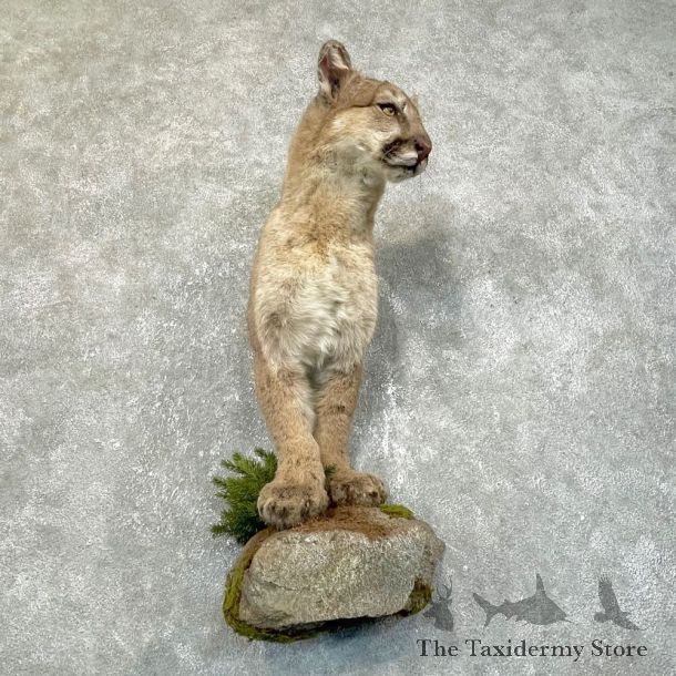 Mountain Lion Half Life-Size Mount For Sale #24115 @ The Taxidermy Store