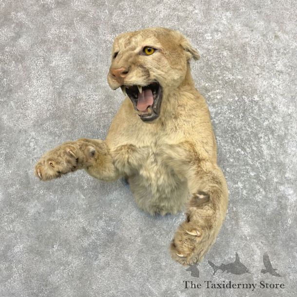 Mountain Lion Half Life-Size Mount For Sale #27643 @ The Taxidermy Store
