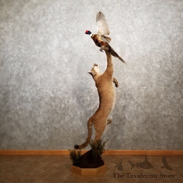 Mountain Lion Life-Size Leaping Cougar Mount For Sale #17847 @ The Taxidermy Store