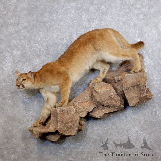 Mountain Lion Life-Size Mount For Sale #18750 @ The Taxidermy Store