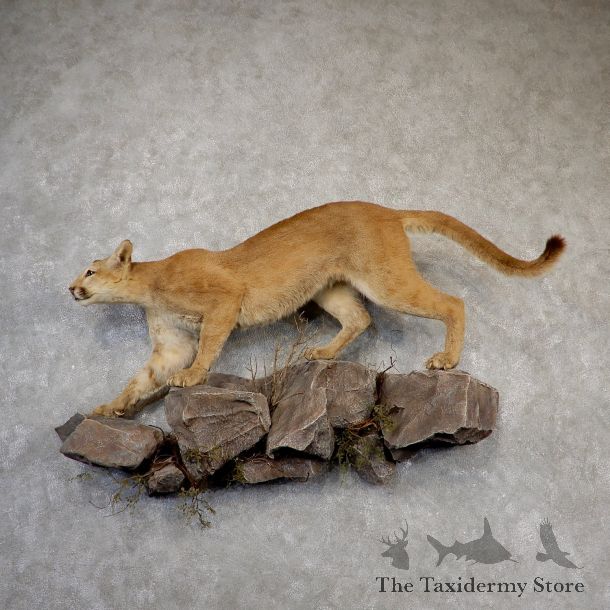 Mountain Lion Life-Size Mount For Sale #18875 @ The Taxidermy Store