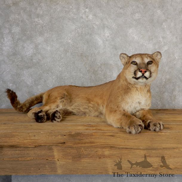 Mountain Lion Life-Size Mount For Sale #19041 @ The Taxidermy Store