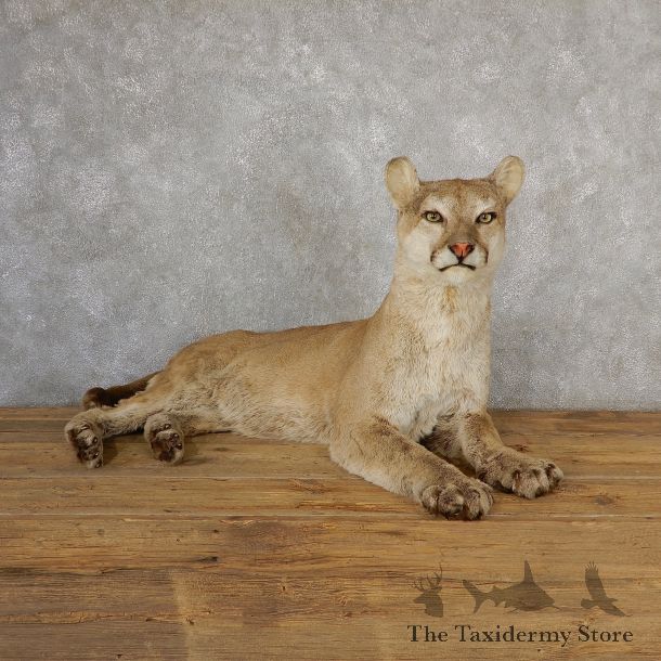 Mountain Lion Life-Size Mount For Sale #19042 @ The Taxidermy Store