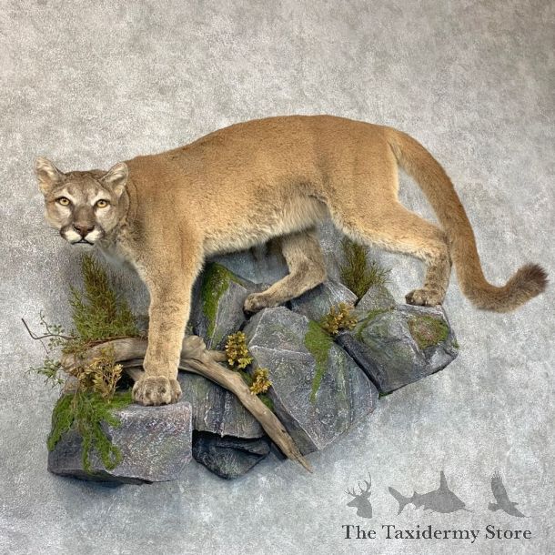 Mountain Lion Life-Size Mount For Sale #22771 @ The Taxidermy Store