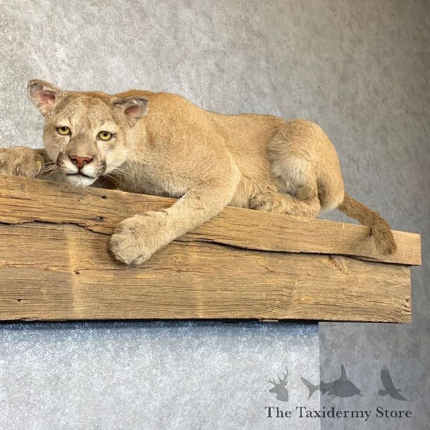 Mountain Lion Life-Size Mount For Sale #22772 @ The Taxidermy Store