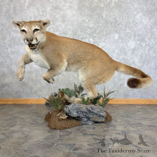 Mountain Lion Life-Size Mount For Sale #22777 @ The Taxidermy Store