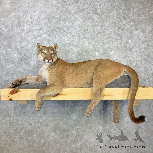 Mountain Lion Life-Size Mount For Sale #23084 @ The Taxidermy Store