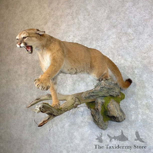Mountain Lion Life-Size Mount For Sale #23537 @ The Taxidermy Store