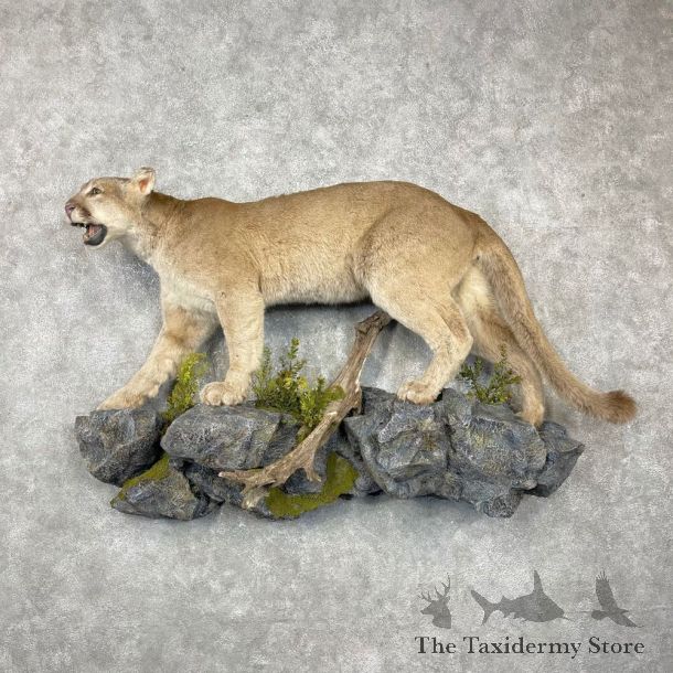 Mountain Lion Life-Size Mount For Sale #24456 @ The Taxidermy Store