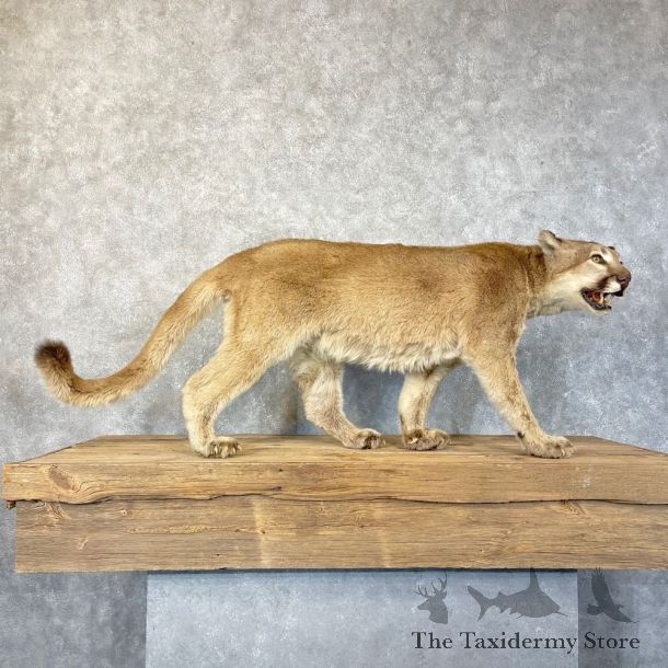 Mountain Lion Life-Size Mount For Sale #24575 @ The Taxidermy Store