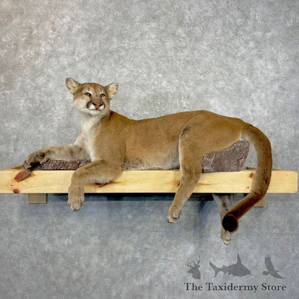 Mountain Lion Life-Size Mount For Sale #24847 @ The Taxidermy Store