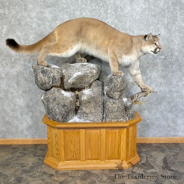 Mountain Lion Life-Size Mount For Sale #25274 @ The Taxidermy Store