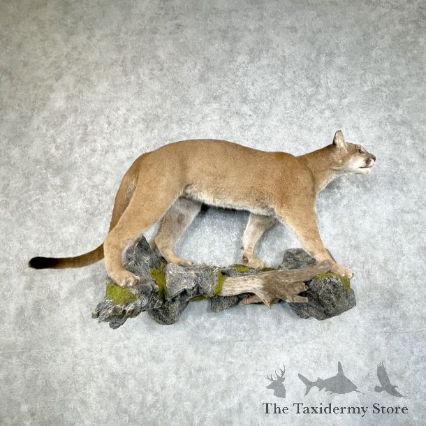Mountain Lion Life-Size Mount For Sale #25323 @ The Taxidermy Store