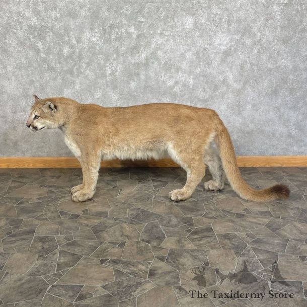 Mountain Lion Life-Size Mount For Sale #25407 @ The Taxidermy Store