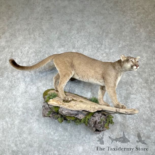 Mountain Lion Life-Size Mount For Sale #25851 @ The Taxidermy Store