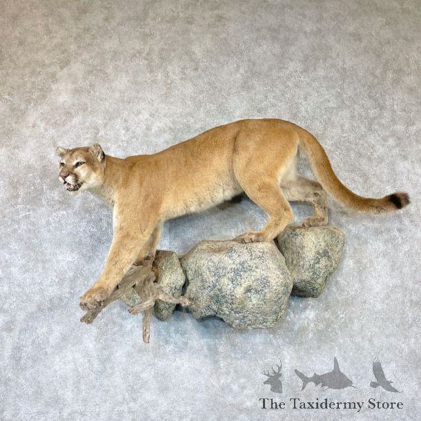 Mountain Lion Life-Size Mount For Sale #26524 @ The Taxidermy Store