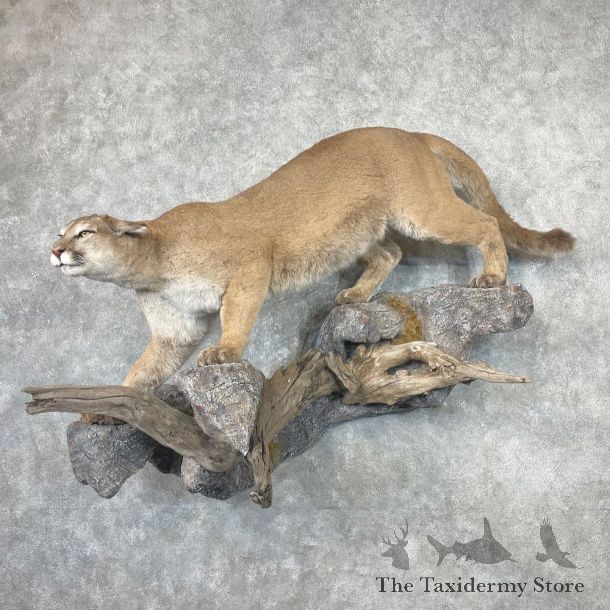 Mountain Lion Life-Size Mount For Sale #26951 @ The Taxidermy Store