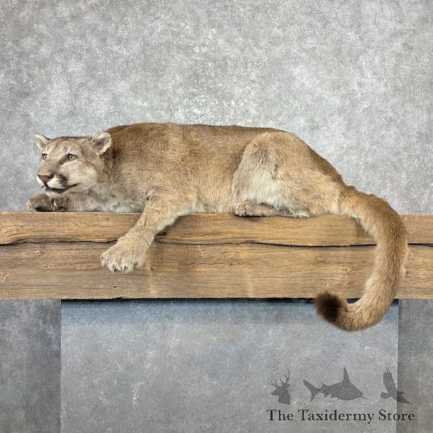 Mountain Lion Life-Size Mount For Sale #26959 @ The Taxidermy Store